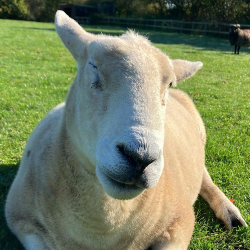 Sponsor Sheep - Bilbo